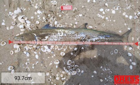 サメかと思ったら