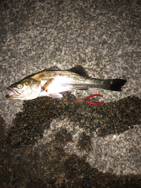 シラスミノーでフッコ