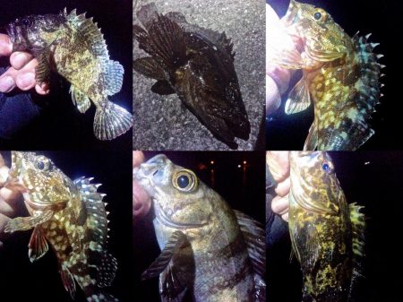 ちびっこばかりかと思ったら尺上のタケノコ