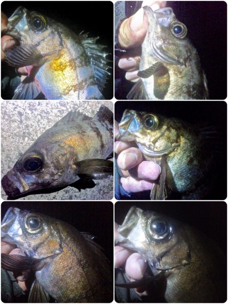 オキソメバルがパタパタと