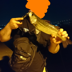 ライトシーバス