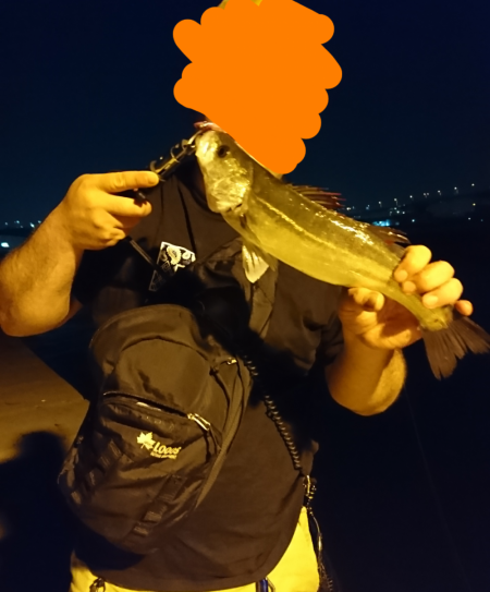 ライトシーバス