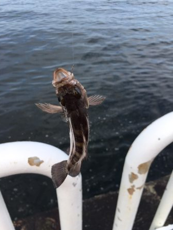 海釣り公園2日目