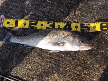 久々の海釣り園
