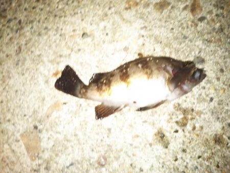 まだメバリング