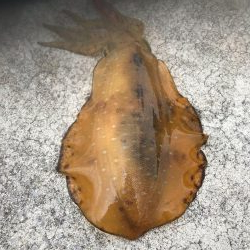 春イカを狙いに遠くからエギングに、キロアップのアオリイカは釣れたけど