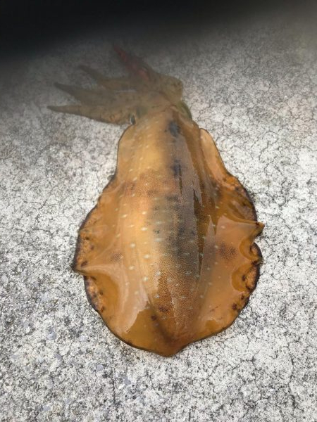 春イカを狙いに遠くからエギングに、キロアップのアオリイカは釣れたけど