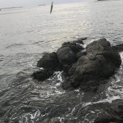 南東爆風の中エギングでなんとかキロアップのアオリイカ