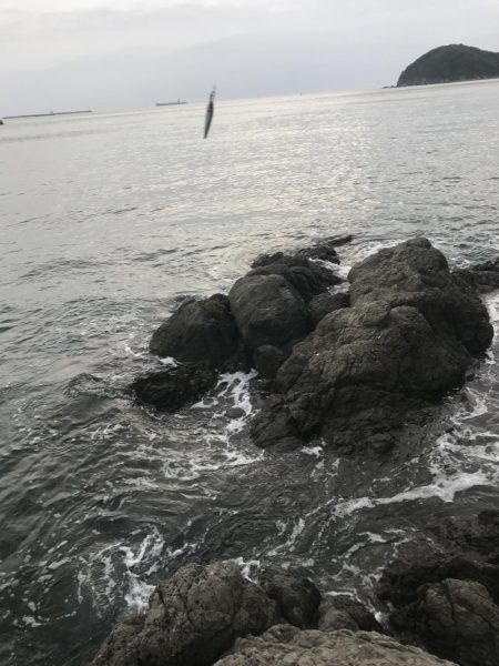 南東爆風の中エギングでなんとかキロアップのアオリイカ