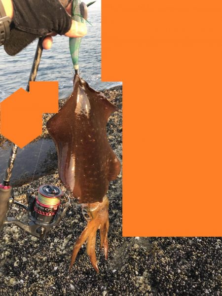 春イカひさびさにエギングで２キロアップ