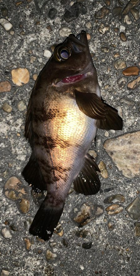 のんびりライトゲーム