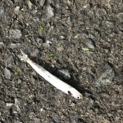 根掛かりかと思ったら走り出した!