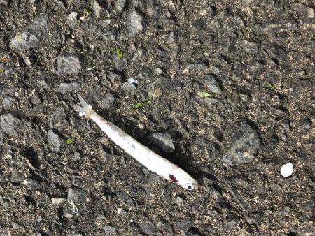 根掛かりかと思ったら走り出した!