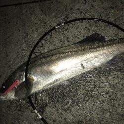 バチ抜けランカーシーバス