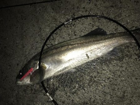 バチ抜けランカーシーバス