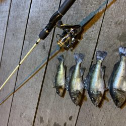 アジング!メバリング!