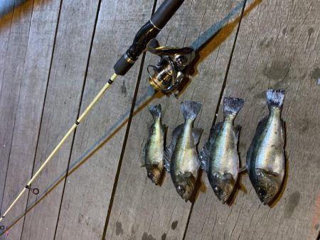 アジング!メバリング!