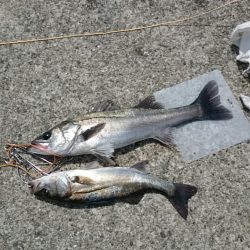 チーバスとシーバス