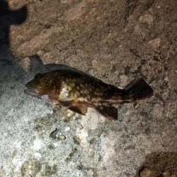 メバル、ガッシー釣行