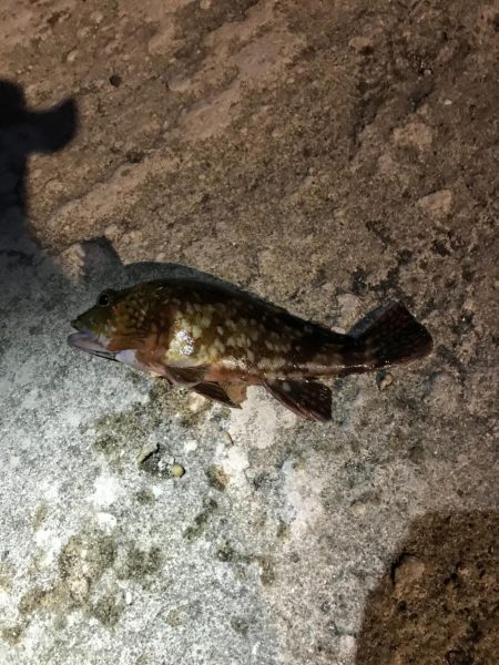 メバル、ガッシー釣行