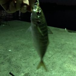 アジングかな？シーバス来ない…