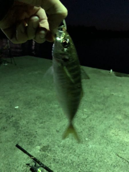 アジングかな？シーバス来ない…