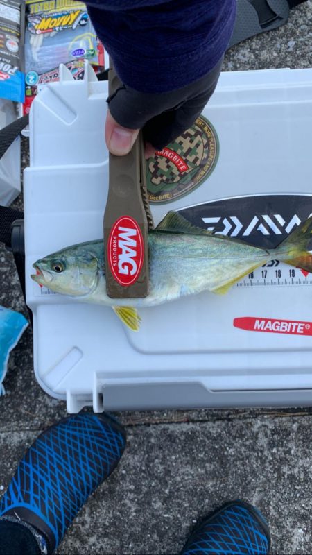 東側水道にてツバス