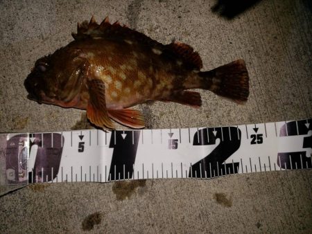 アオリイカ釣行カサゴやウツボも