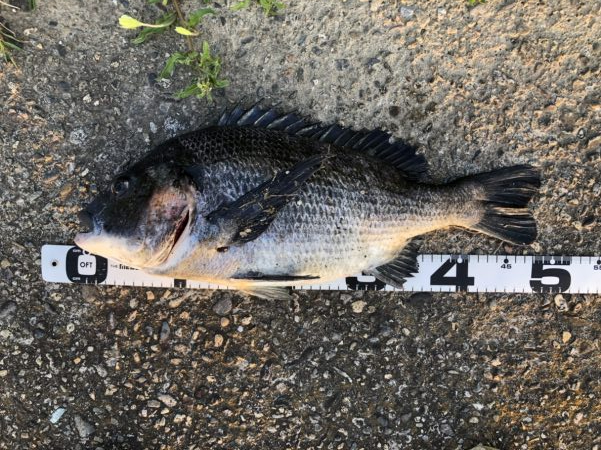 イチノ兄弟、釣果!