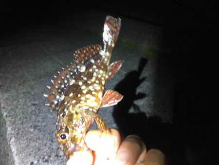 ガンシップ45Fでナイサイメバル