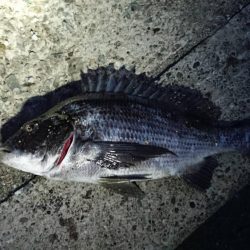 残りメバルを探してデカメバル