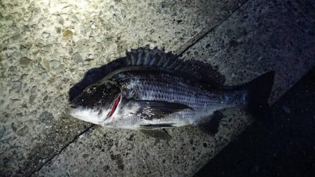 残りメバルを探してデカメバル