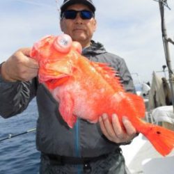 土佐安芸のハマちゃんの釣果