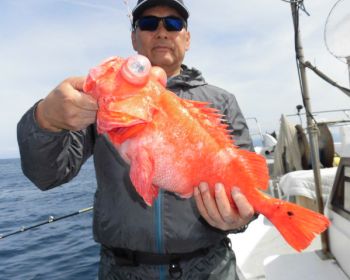 土佐安芸のハマちゃんの釣果