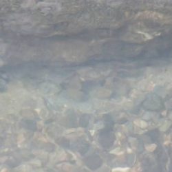 北摂地域でタナゴ釣り