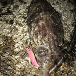 コウイカ連チャン