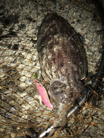 コウイカ連チャン