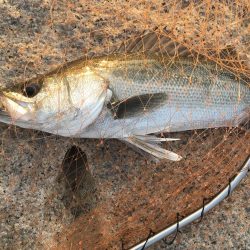 シーバス高活性