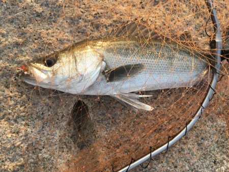 シーバス高活性