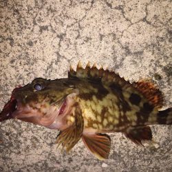 母の日 ガッシー!