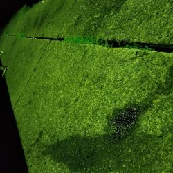 久しぶりの大島