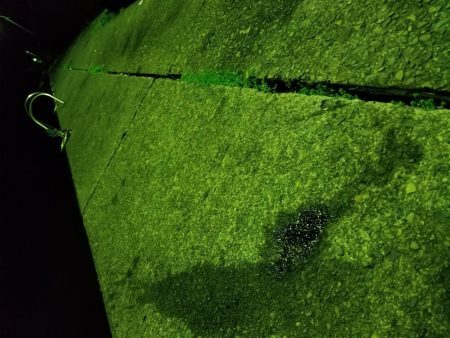 久しぶりの大島