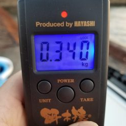 コウイカエギング