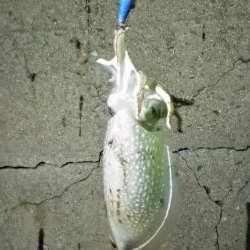 昨日に引き続きゲット！