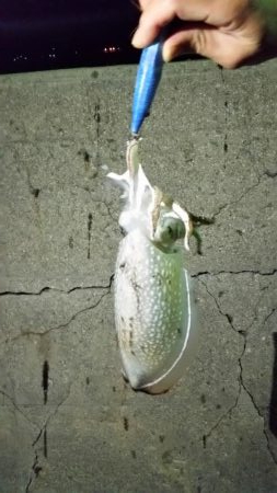 昨日に引き続きゲット！