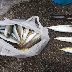 食べ頃アジゲット