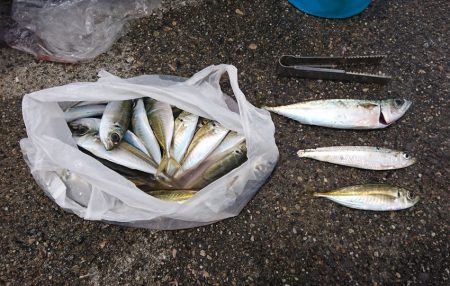 食べ頃アジゲット