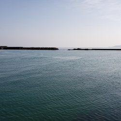 左右揃いました