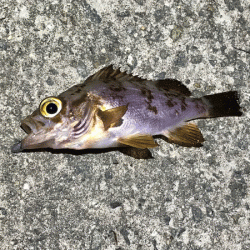 坊勢アジング(2019-3)