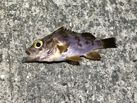 坊勢アジング(2019-3)